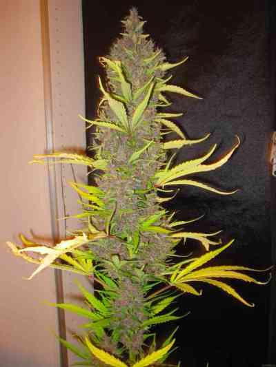 Congo > ACE Seeds | Semillas feminizadas  |  Sativa